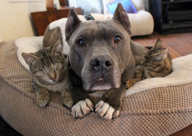 pit-bull-with-cats