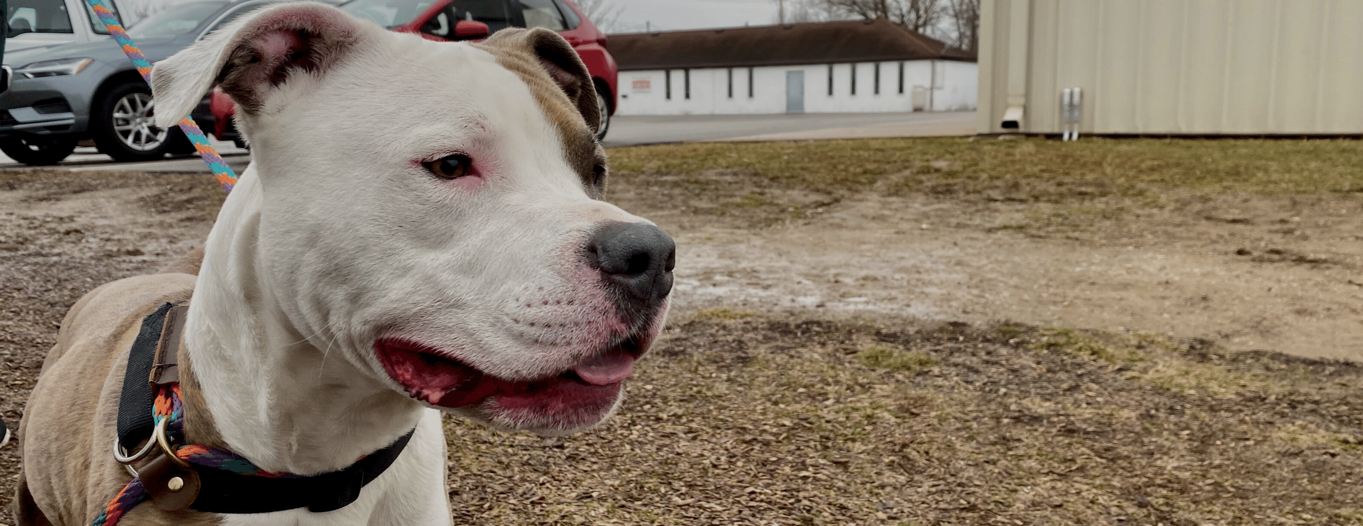 Pitbull Awareness Month: What You Need to Know About This Breed – Brindle  Market