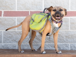 give my dog up for adoption near me