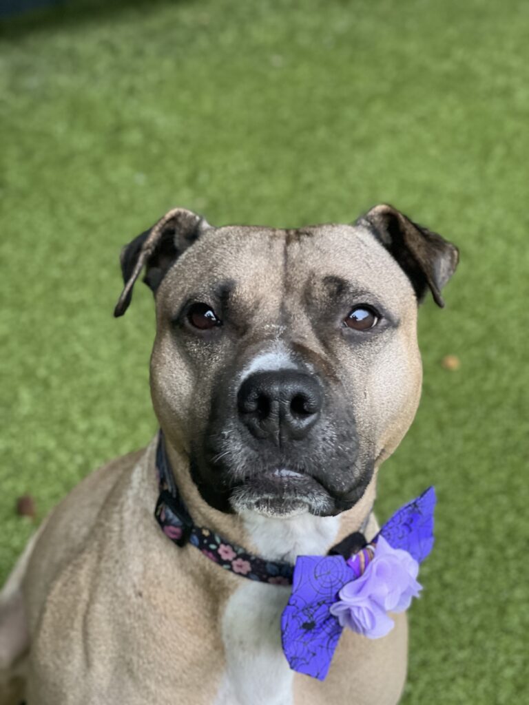 Piper, 4 year old dog, pit bull mix, available for adoption