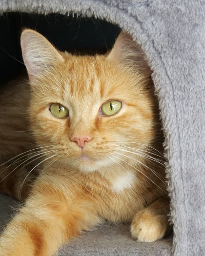 Autumn is a 5 year old pumpkin-colored cat ready to be adopted.