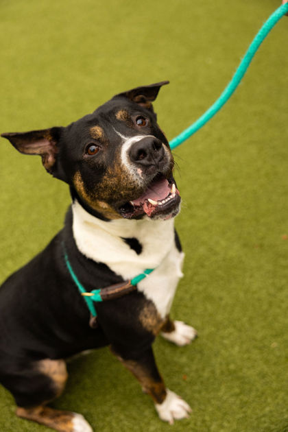 Buddy, , male, 3 years old