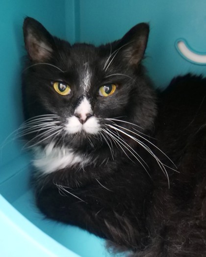 Mocha, Female, 9 years old