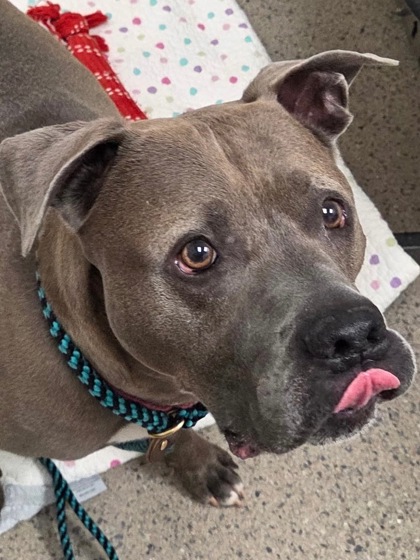 Oakes, Male, 3 years old