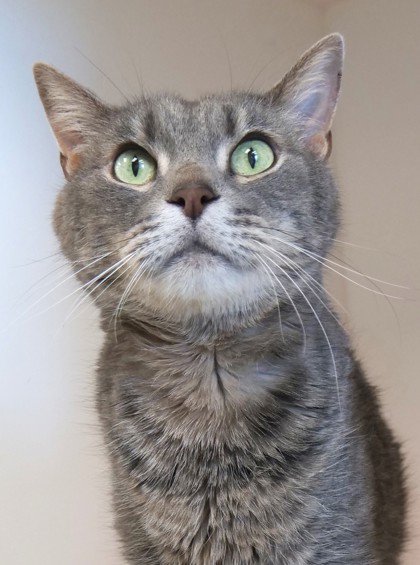 Sir Gus, Male, 12 years old