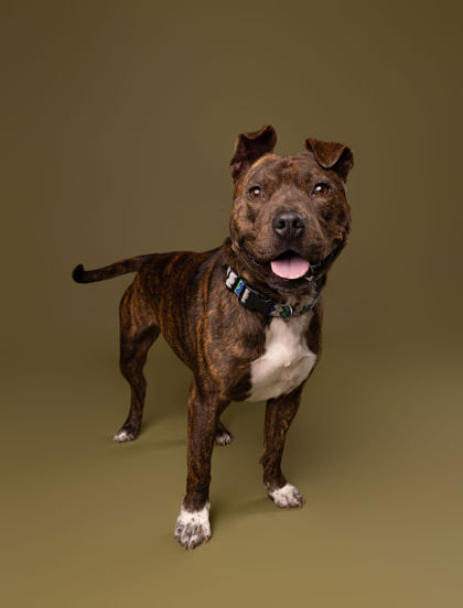 Jet, Male, 2 years old