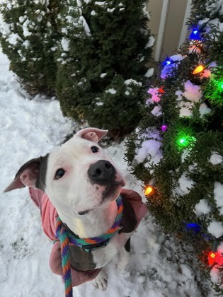 Lola Girl, Female, 1 year old