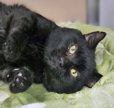 Uncle Fester, Male, 10 years old