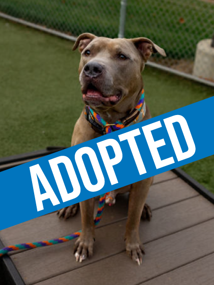 Ice Cube got adopted!