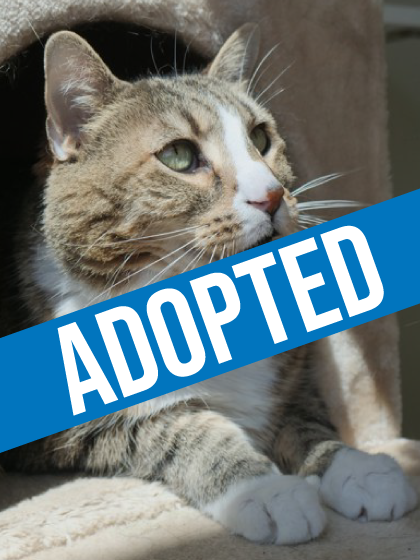 Sir Apollo got adopted!