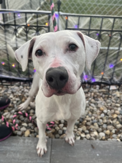 Strawberry, Female, 3 years old