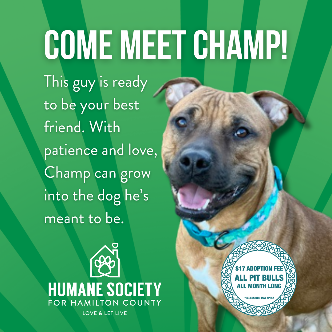 Come Meet Champ!
