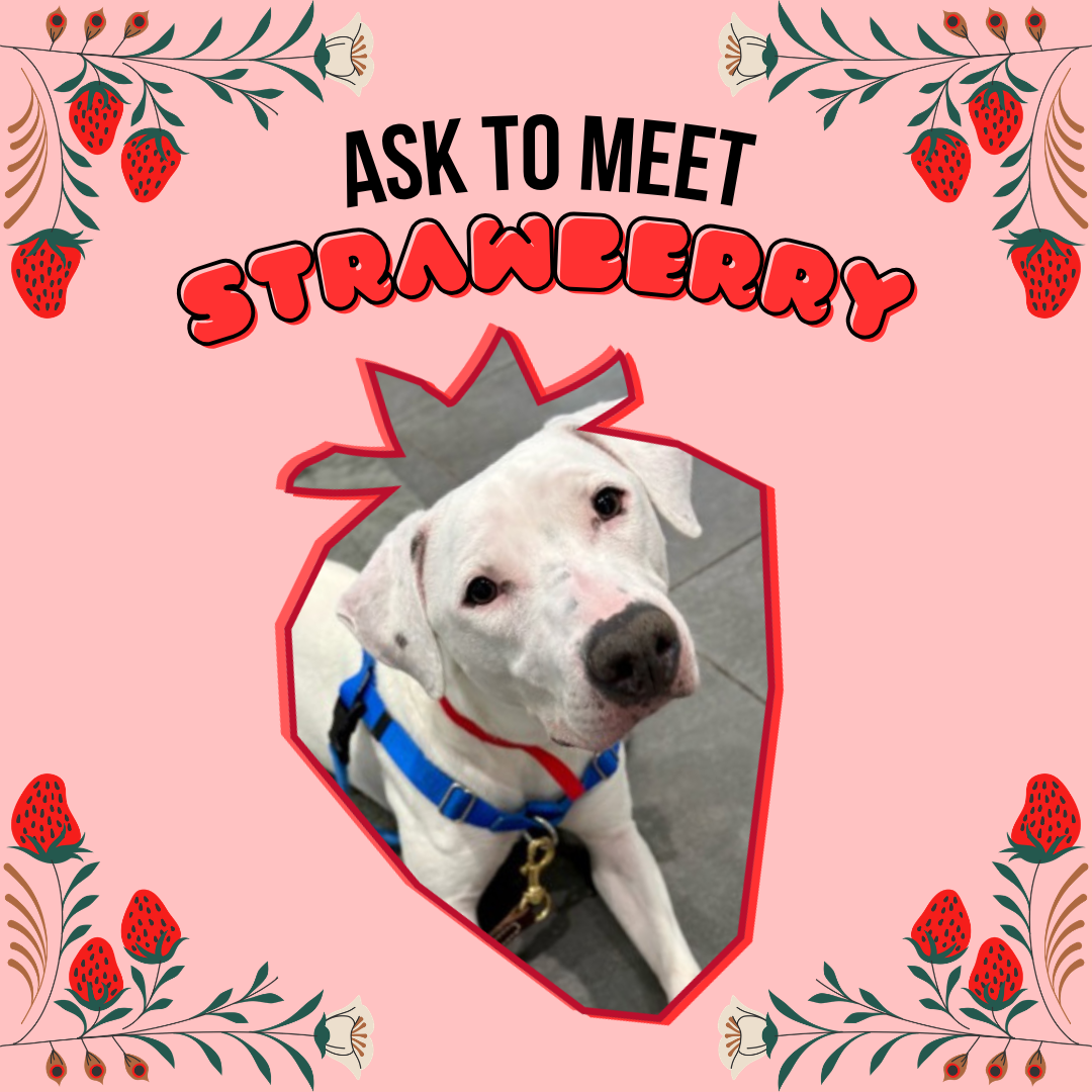 Ask to Meet Strawberry