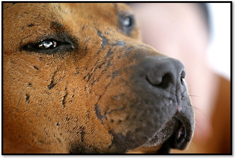 Pit Bull from a dog fight