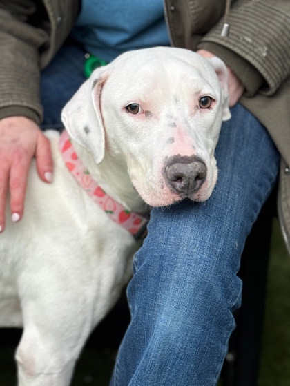 Strawberry, Female, 3 years old