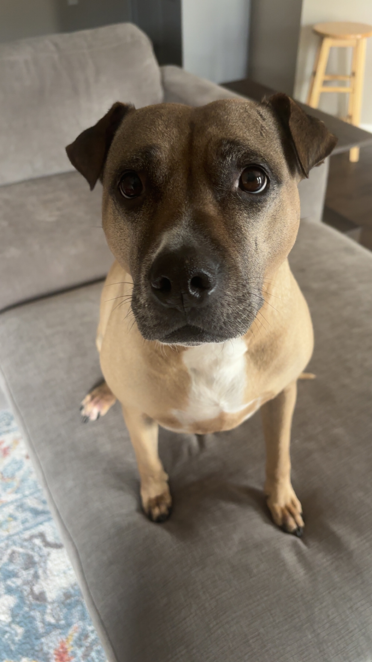 Piper