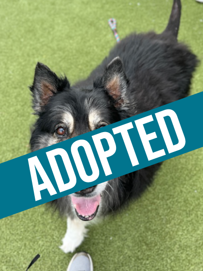 Balto got adopted!