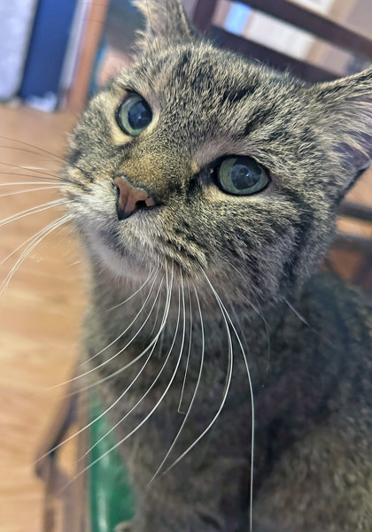 Freya
