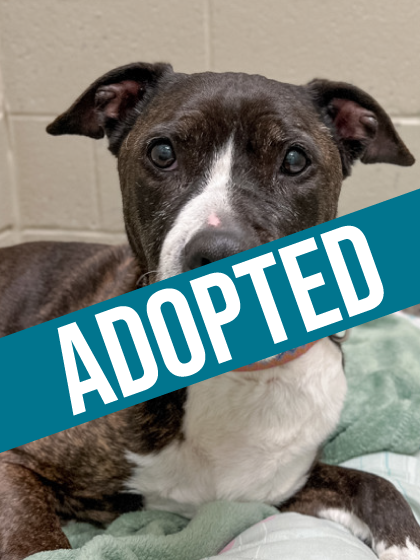Laila Bell got adopted!