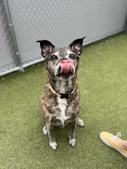 Omni, Frosted Faces Senior Dog