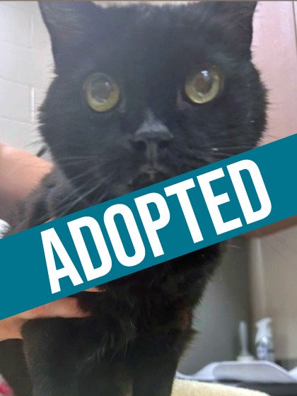 Higgins got adopted!