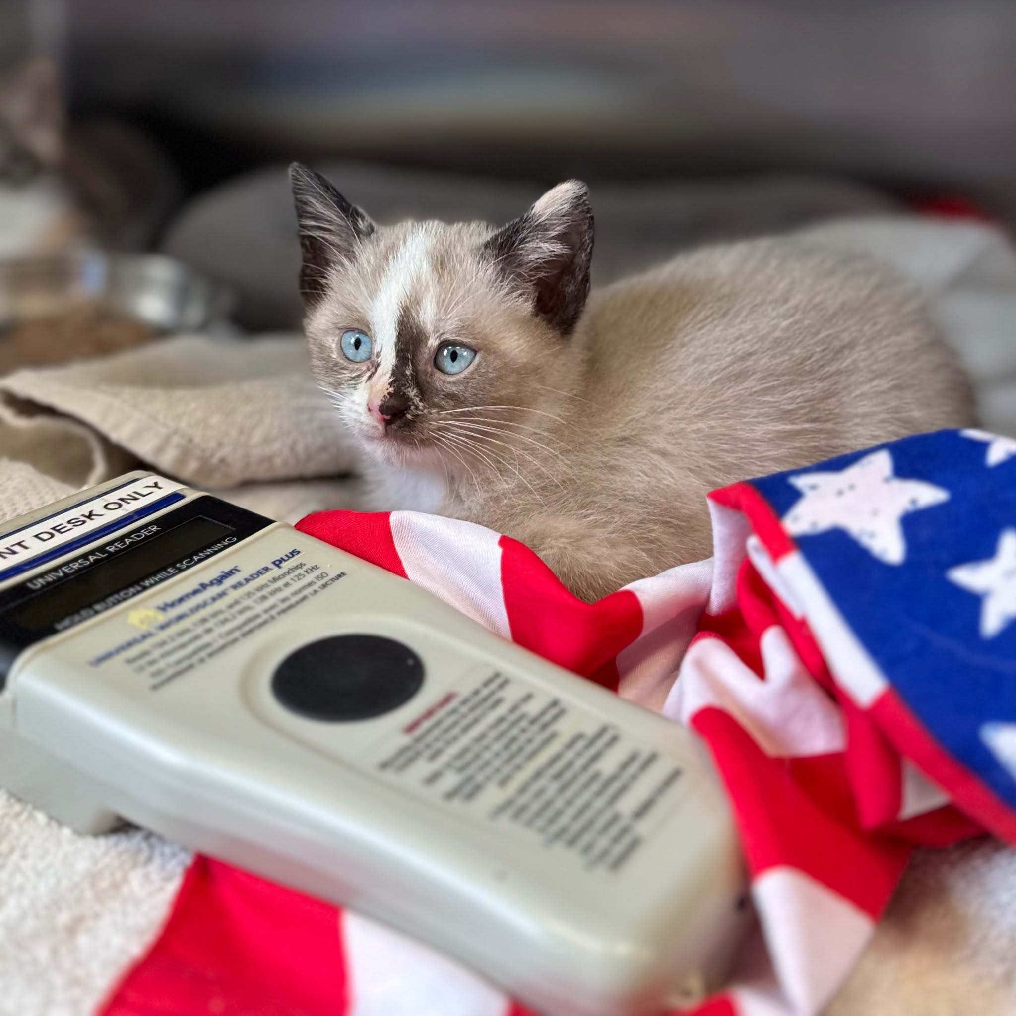 Microchip your pets!