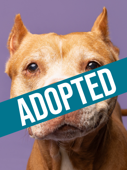 Arizona is Foster-to-Adopt!