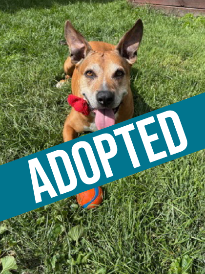 Jasmine got Adopted!