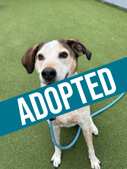 Otis is Adopted!