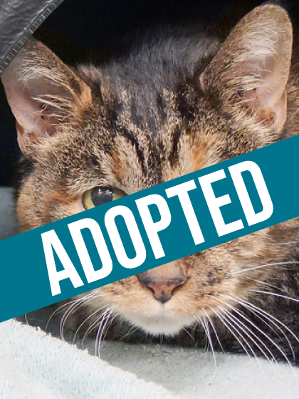 Gambit got adopted!