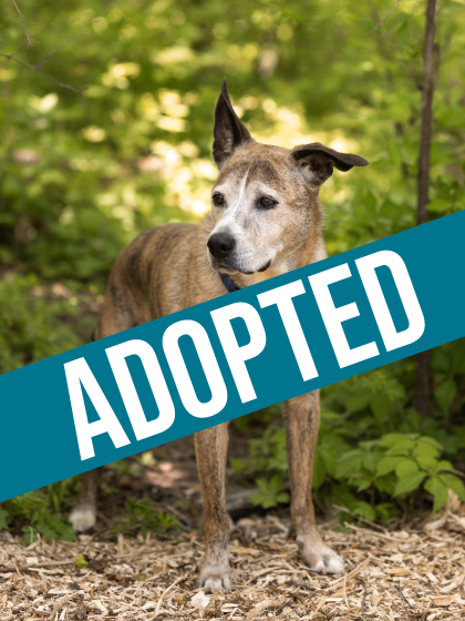 Link got adopted!