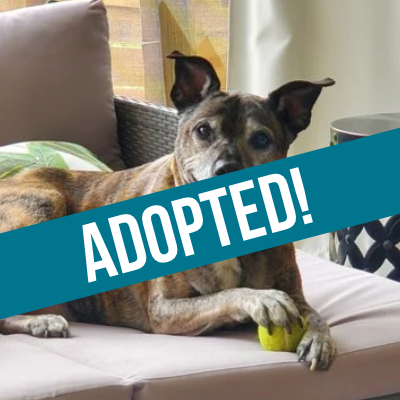 Omni Got Adopted!
