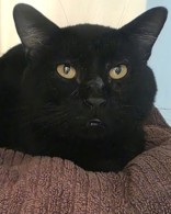 Elvis