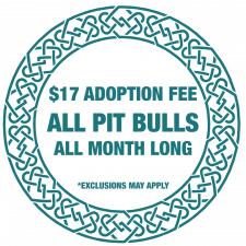 Pit Bull Adoption Special
